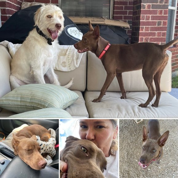 Meet your Posher, Kristi - Picture 13 of 13